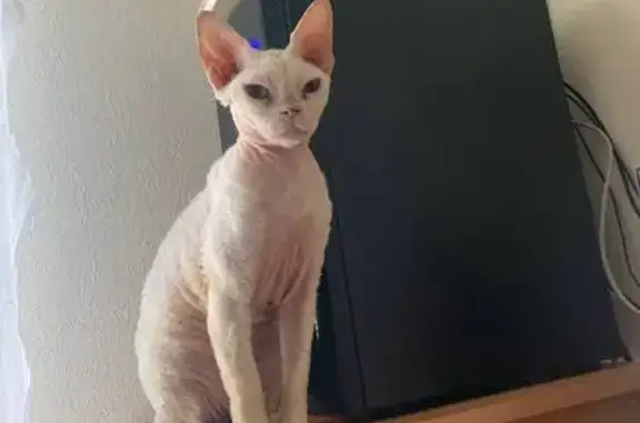 Пропала кошка, 1-й Большой Клеверный, Саратов