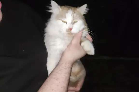 Найдена кошка, Кабардинка, фото: Кошка найдена на Совхозной, 34, Кабардинка