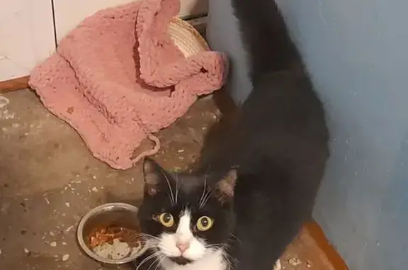 Найдена кошка, Тюмень, фото: Кошка найдена на Олимпийской улице, Тюмень