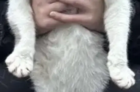 Найдена кошка, , фото: Кошка найдена: Варшавское шоссе, Кресты