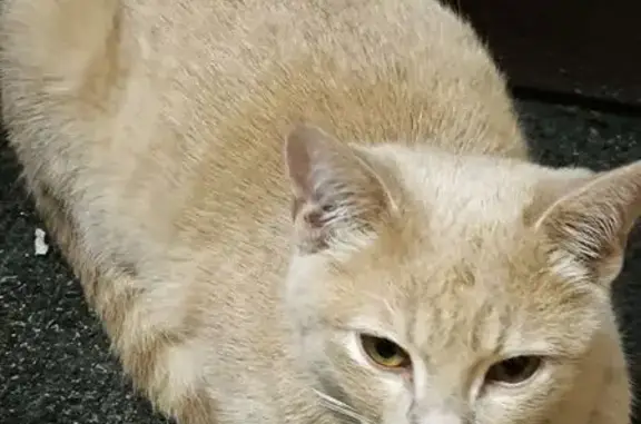 Найдена кошка, , фото: Котик найден в подъезде на ул. Бобкова