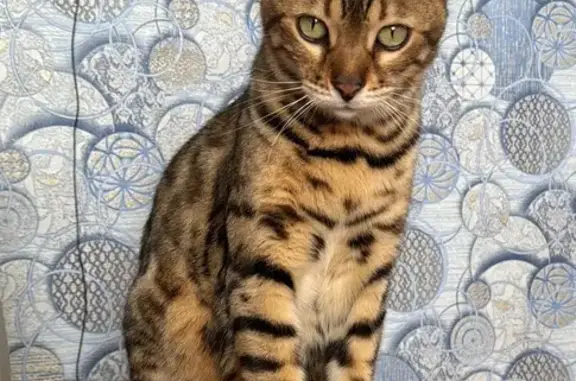 Пропал бенгальский кот, Симферопольская 33