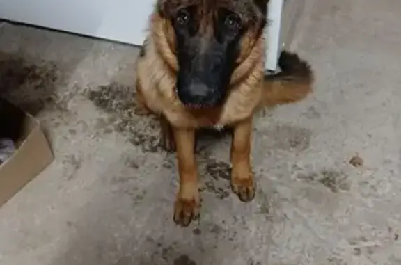 Собаки потеряшки, , фото: Потеряшка собака в Казани, Татарстан