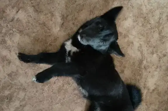 Найдена собака, Чита, фото: Собака найдена: ул. Анохина, 105, Чита