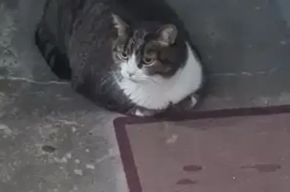 Найдена кошка, Санкт-Петербург, фото: Кошка найдена: Газовая ул., 7, СПб