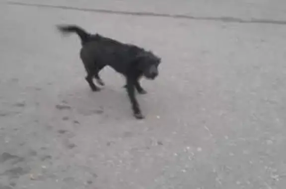 Пропала собака, Центральная ул. 3А, Садовый