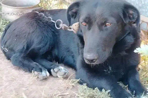 Пропала собака, ул. Айдарханова, 36, Риддер