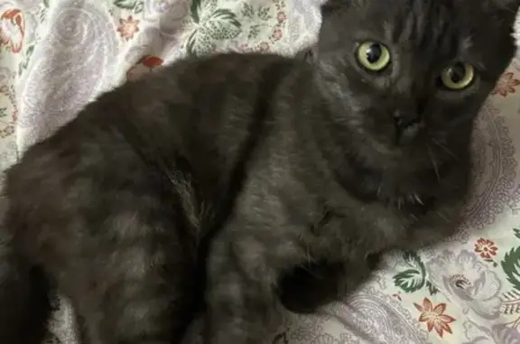 Найдена кошка, Воронеж, фото: Кошка найдена: Ленинский пр., 130А, Воронеж