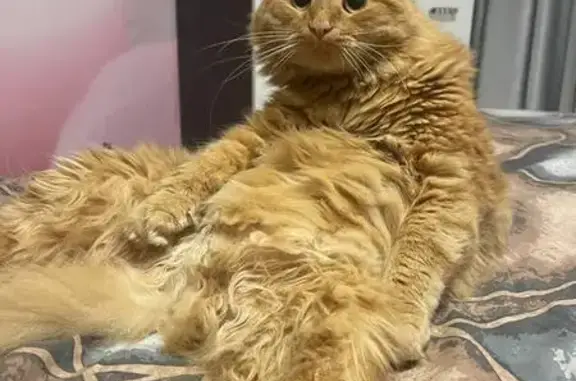 Пропала рыжая кошка, Псковская 4, Тверь