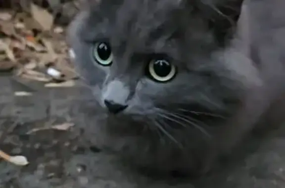 Найдена кошка, , фото: Потерялась кошка, Российская 45, Пенза