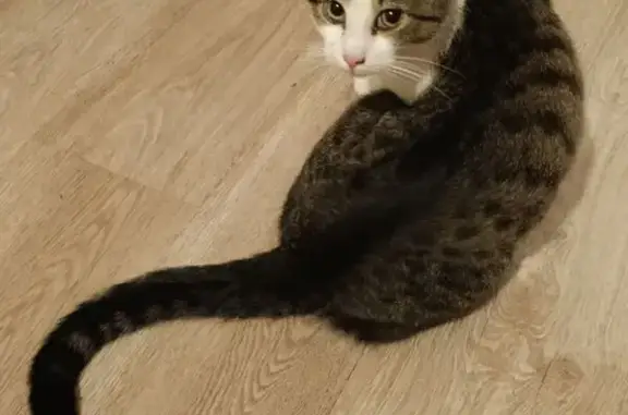 Найдена кошка, Санкт-Петербург, фото: Кошка найдена, Лебедева 12, СПб