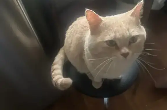 Кошки потеряшки, Челябинская область, фото: Потеряшка кошка, Златоуст, Челябинская обл.