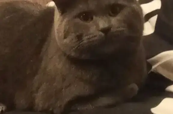 Пропала кошка, ул. Никонова, 18, Губаха