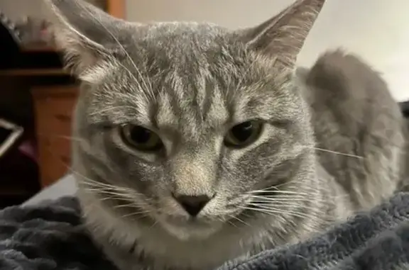 Кошки потеряшки, Кемерово, фото: Потеряшка кошка, Ворошилова 4А, Кемерово