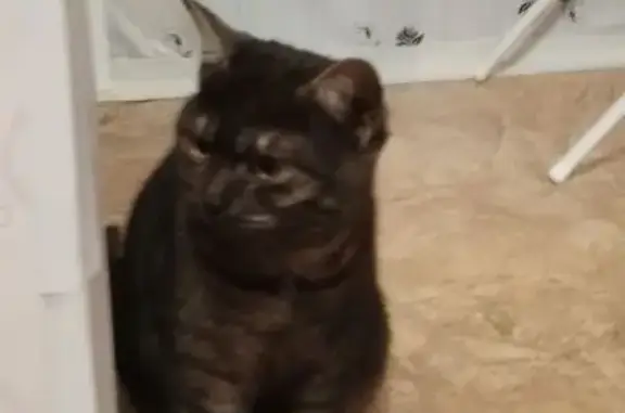 Найдена кошка, Чебоксары, фото: Кошка найдена: ул. Грасиса, 1, Чебоксары