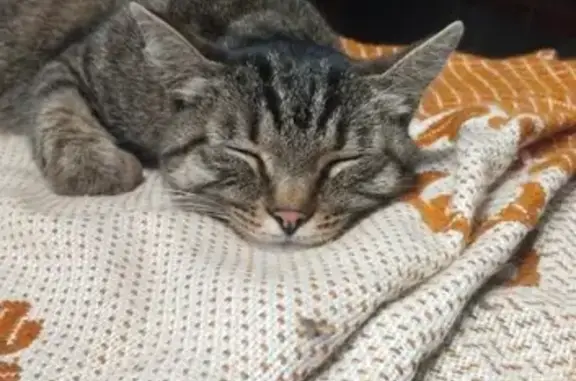 Найдена кошка, Омск, фото: Кошка найдена, ул. 4-я Линия, Омск