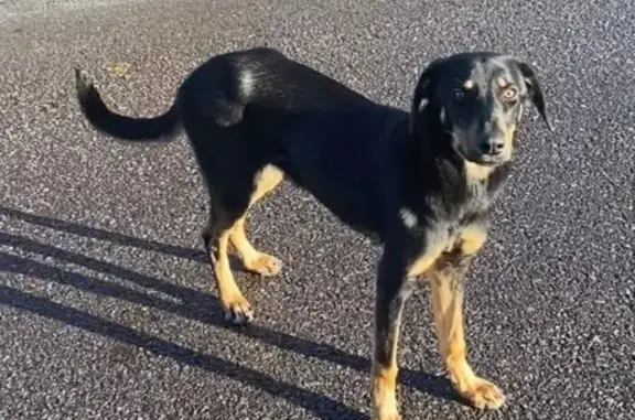 Собаки потеряшки, Старый Оскол, фото: Потеряшка собака, Старый Оскол, 2