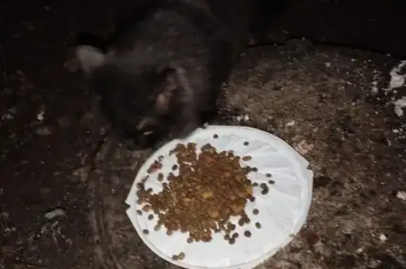Найдена кошка, Владимир, фото: Черная кошка найдена на Суворова, 4, Владимир