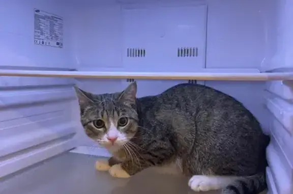 Пропала кошка на ул. Набойченко, 25