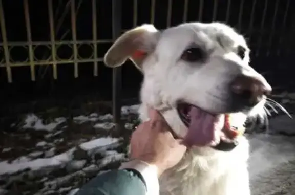 Найдена собака, Ленинградская область, фото: Найдена собака, Хапо-Ое, Ленобласть