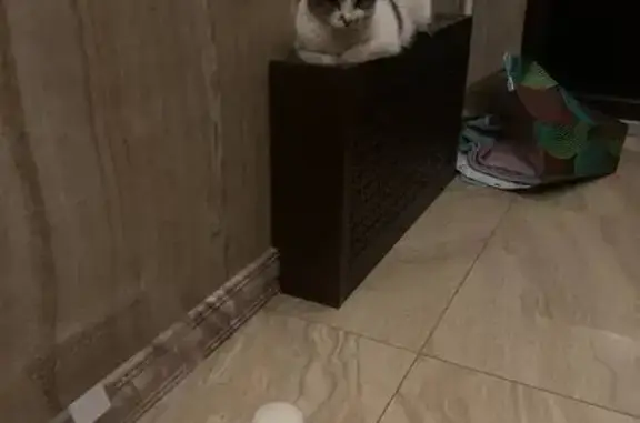 Найдена кошка, Москва, фото: Кошка найдена: Профсоюзная 94, Москва