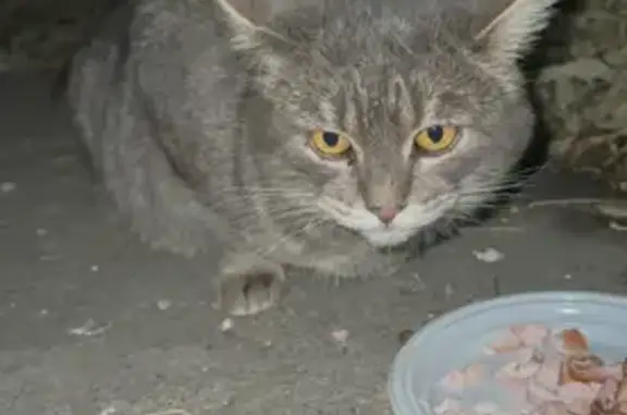 Найдена кошка, Челябинск, фото: Кошка найдена, ул. Свободы, Челябинск