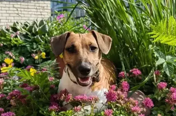 Собаки потеряшки, Московская область, фото: Потеряшка собака в Дмитрове, МО