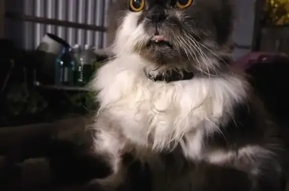 Пропала кошка, ул. Возрождения, 28