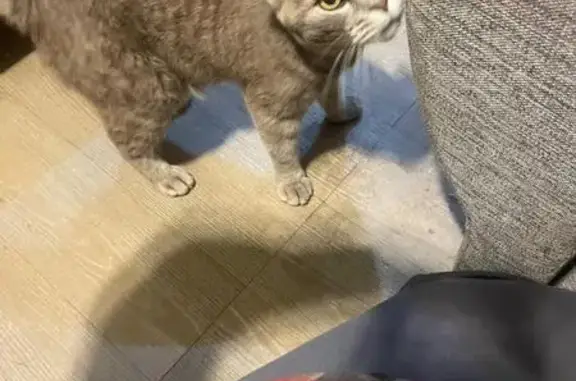 Найдена кошка, Ногинск, фото: Кошка найдена: 2-й Кардолентный пр., 5, Ногинск
