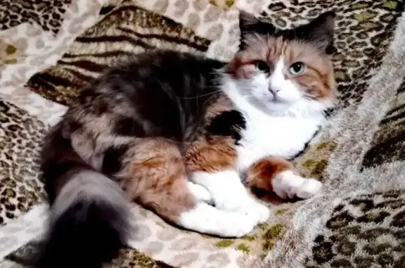 Кошки потеряшки, Аксай, фото: Потеряшка кошка на ул. Вартанова, 29, Аксай