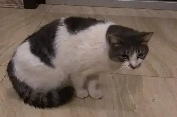 Найдена кошка, Москва, фото: Кошка найдена: ул. Белопольского, Москва