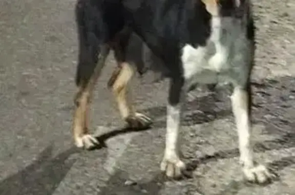 Найдена собака, , фото: Собака найдена: ул. Механизаторов, 1А/1