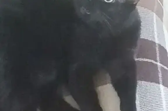 Пропал кот на 1-й Кольцевой, 26, Ростов-на-Дону