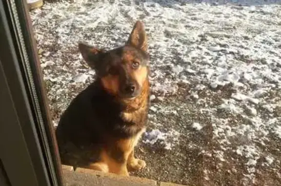 Собаки потеряшки, Качканар, фото: Потеряшка собака, ул. Свободы, 2, Качканар