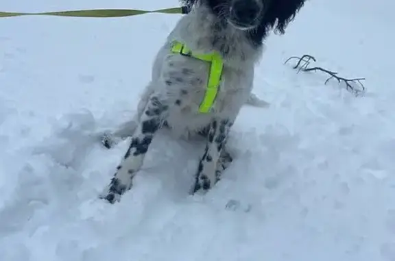 Пропала собака, ул. Камозина, 14А, Брянск