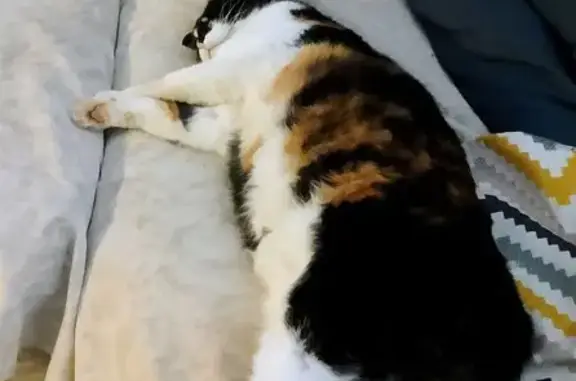 Пропала кошка, Ленинградская, 100, Вологда