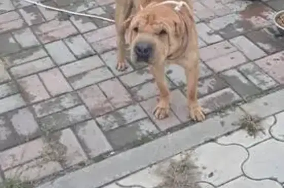 Найдена собака, , фото: Собака найдена за Средней Ахтубой