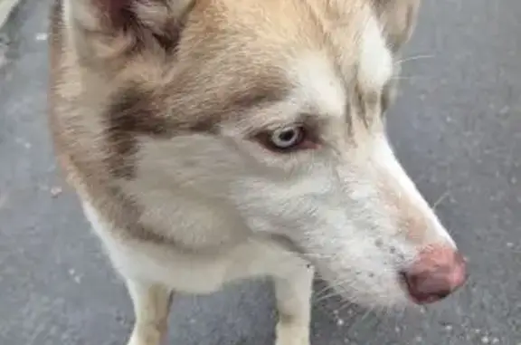 Найдена собака, Балашиха, фото: Хаски найдена: проспект Ленина, 67, Балашиха