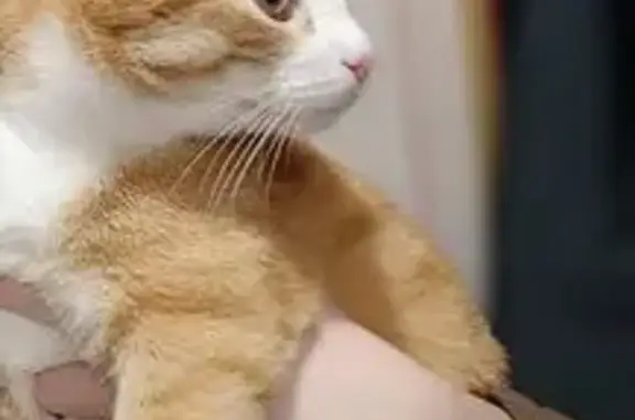 Пропала кошка на ул. 31, Тобольск