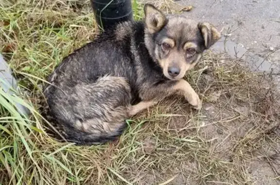 Найдена собака, Самарская область, фото: Собака найдена: Новосемейкино, Самарская обл.