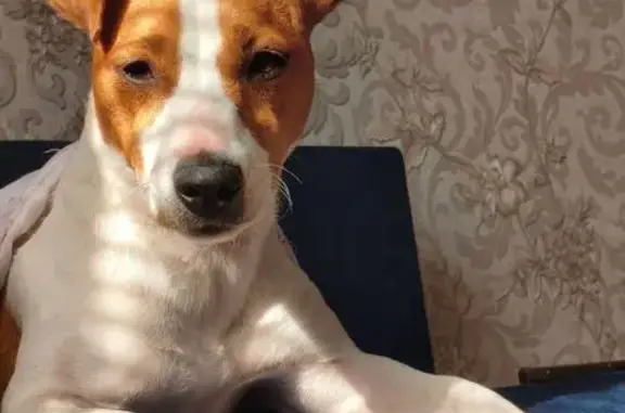 Собаки потеряшки, Татарка, фото: Потеряшка собака, 31А, Татарка