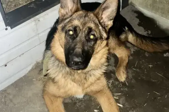 Собаки потеряшки, Казань, фото: Потеряшкаи овчарка и дворняга, Казань, Рубежная 28