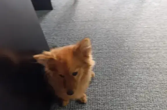 Пропала рыжая собака, Курганская ул.