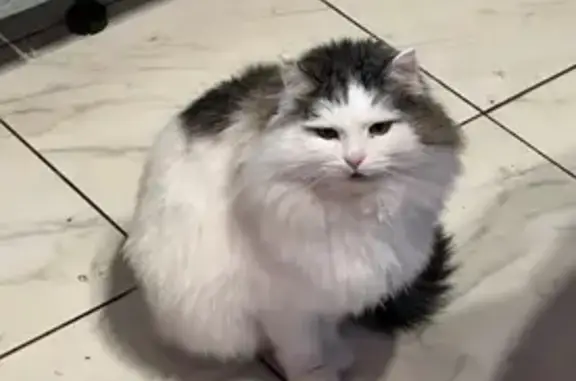 Пропала кошка, 3-я ул., п. Выселки