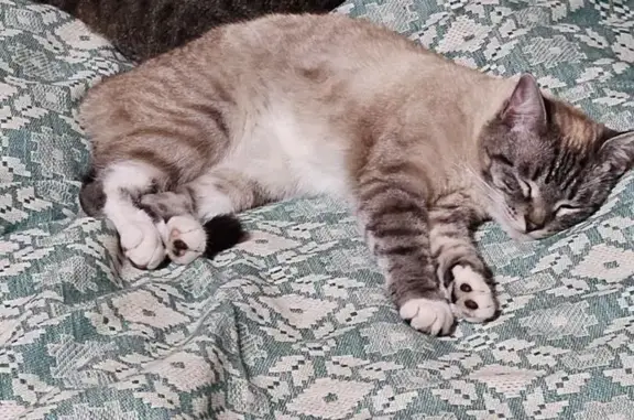 Пропала кошка, Ёлочная ул., 15, Балашиха