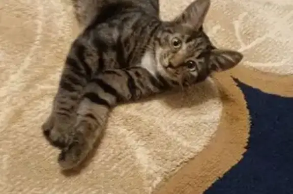 Пропала кошка, Кубовая ул. 103/1, Нск