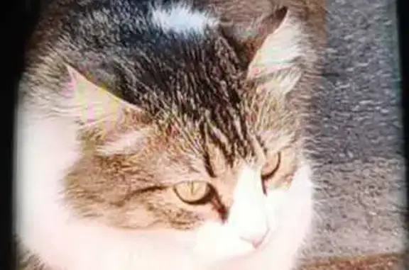 Пропала кошка, Первомайская 29А, Новочебоксарск