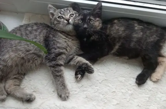 Найдена кошка, Нижний Новгород, фото: Кошка и котята найдены на Эпроновской ул.