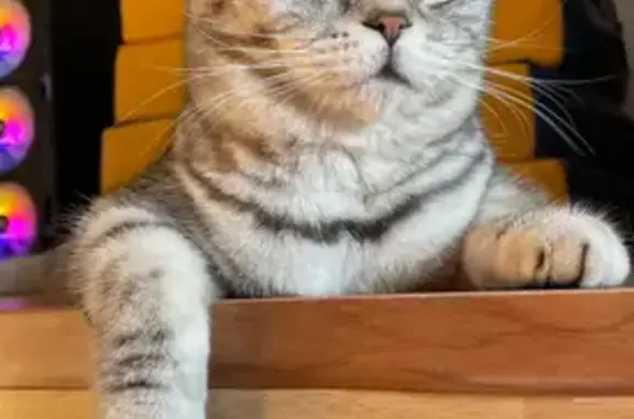 Пропала кошка, ул. Плеханова 98, Омск