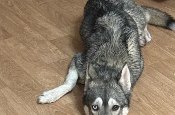 Найдена собака, Верхняя Пышма, фото: Собака найдена: ул. Уральских Рабочих, 50